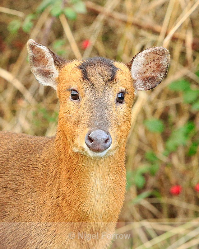 Muntjac Deer close-up, Otmoor RSPB - Deer