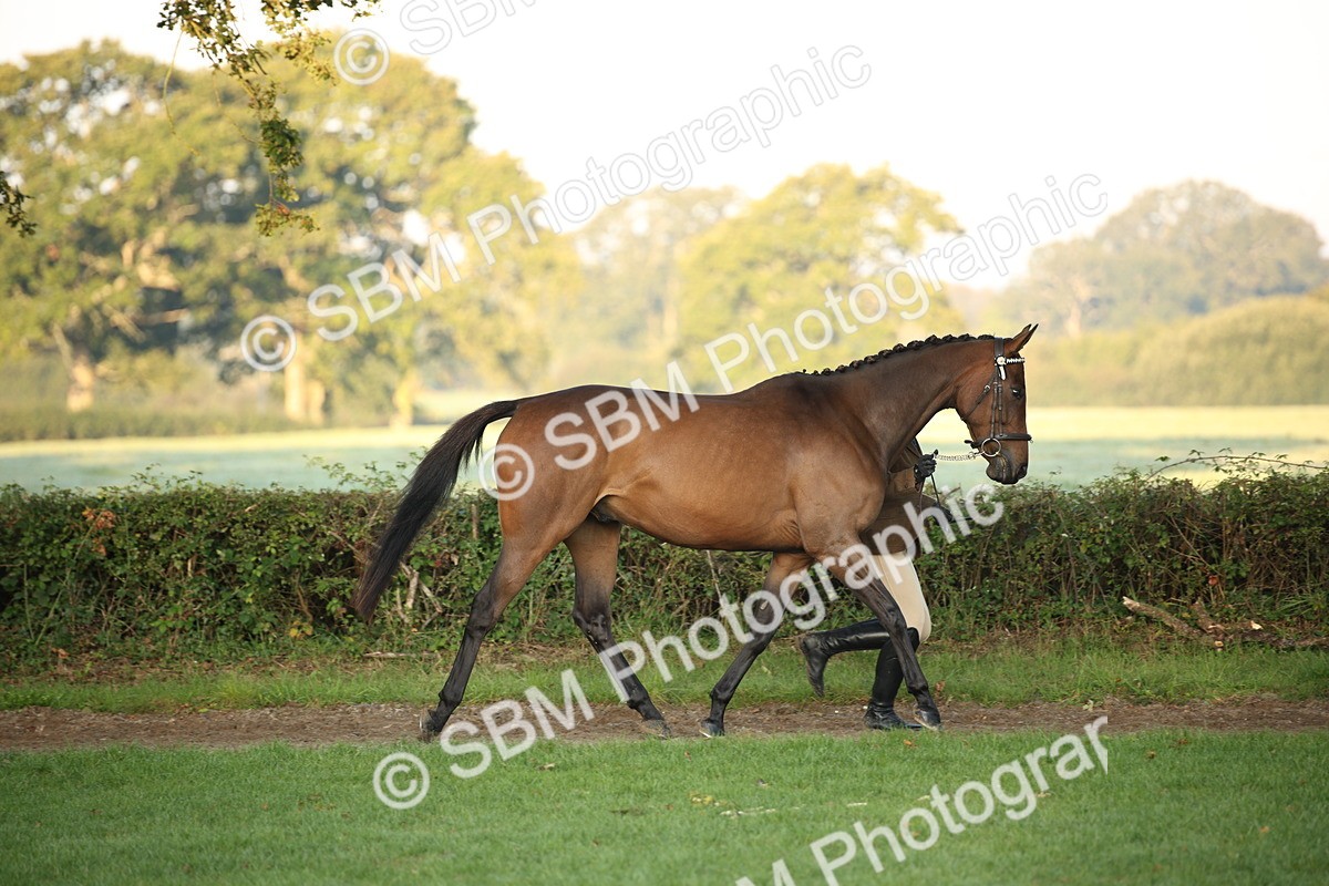 SBM_56843 - S49 - Riding Horse & Hack & Thoroughbred In Hand