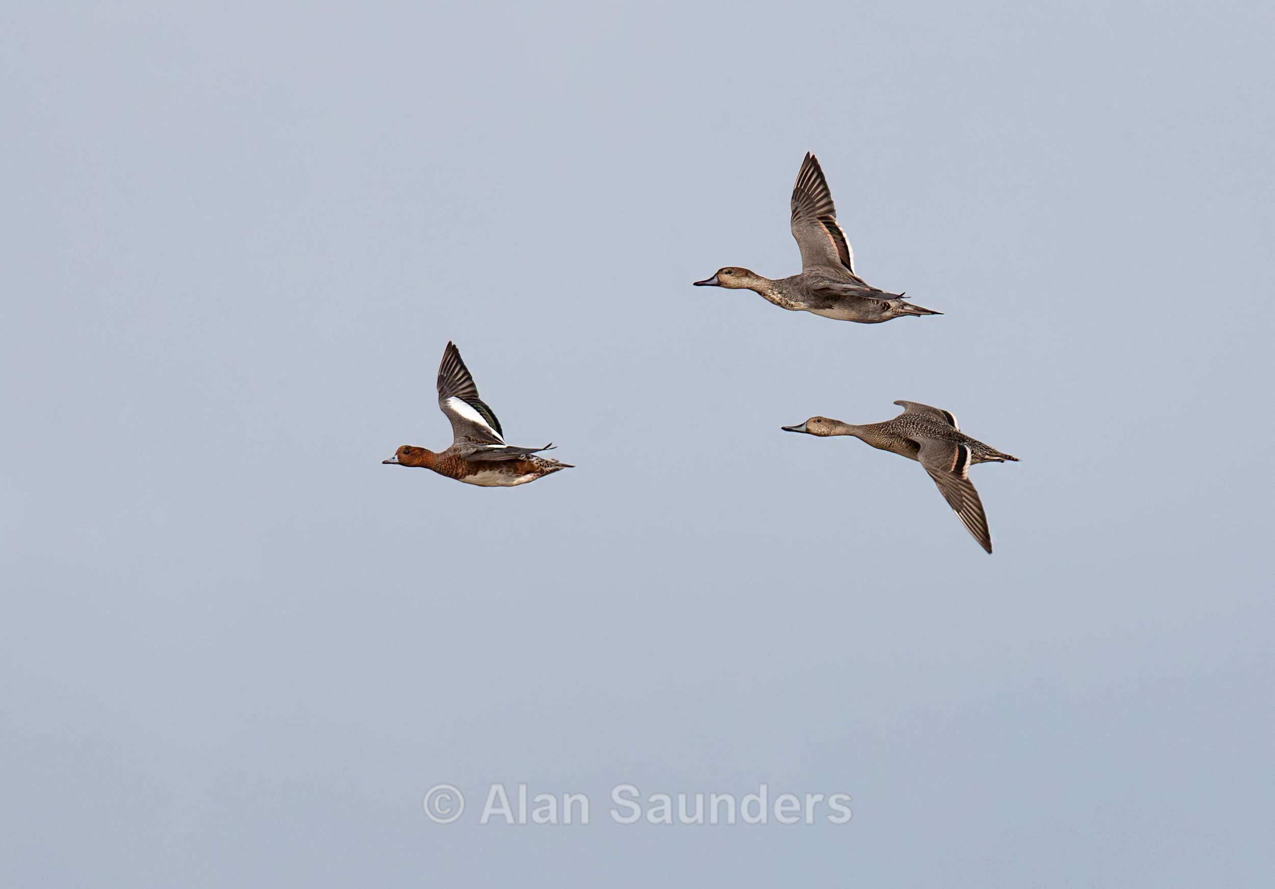 Pintail 3 (with Wigeon)