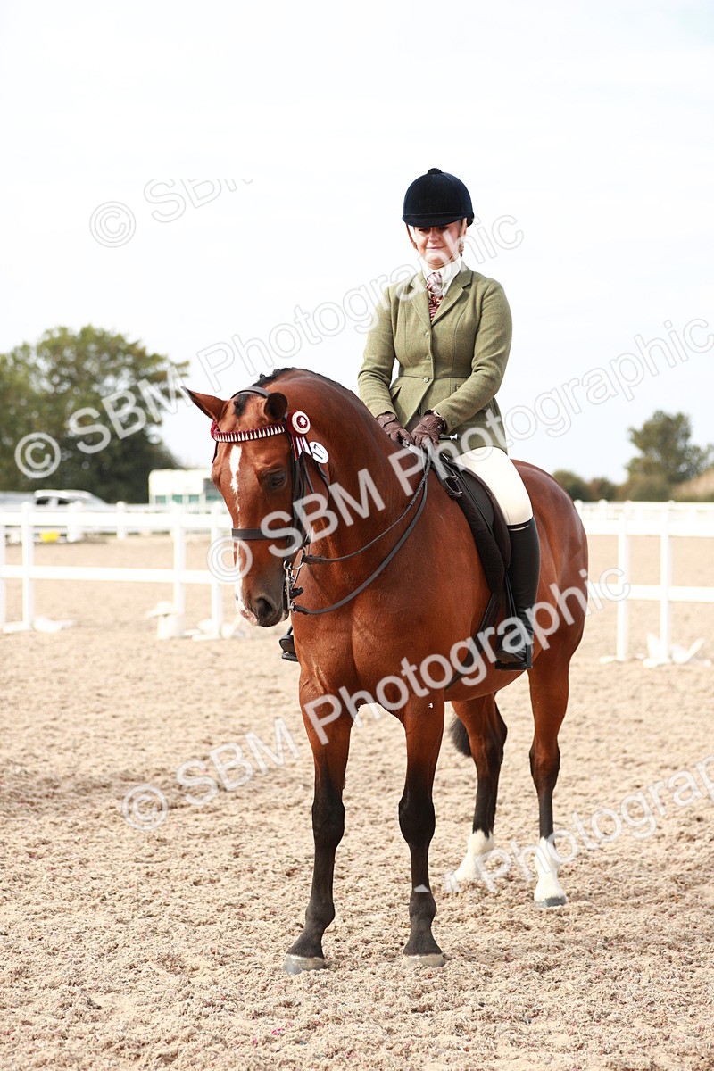 SBM_17552 - Class 215 Ridden Hack/ Riding Horse