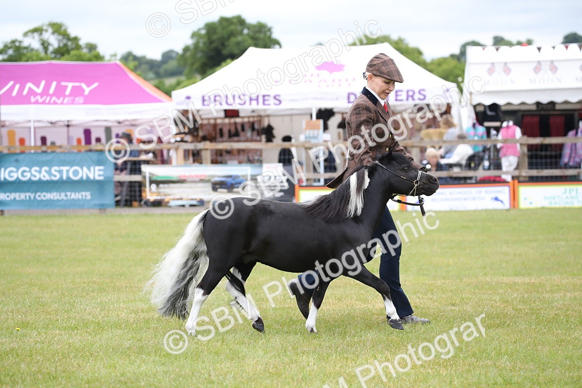 SBM_03787 - Class 23-25 - British Miniature Horse of the Year