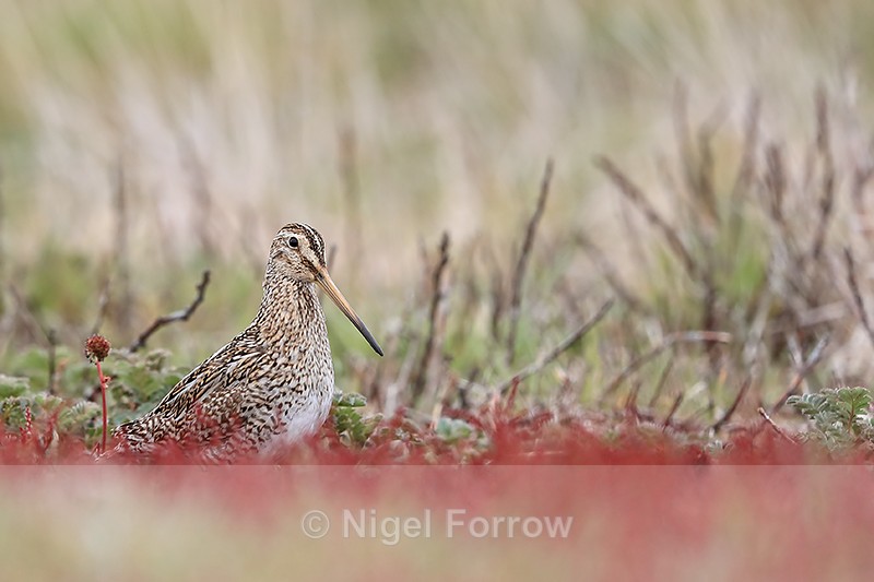 Magellanic Snipe, Carcass Island, Falklands - Magellanic Snipe
