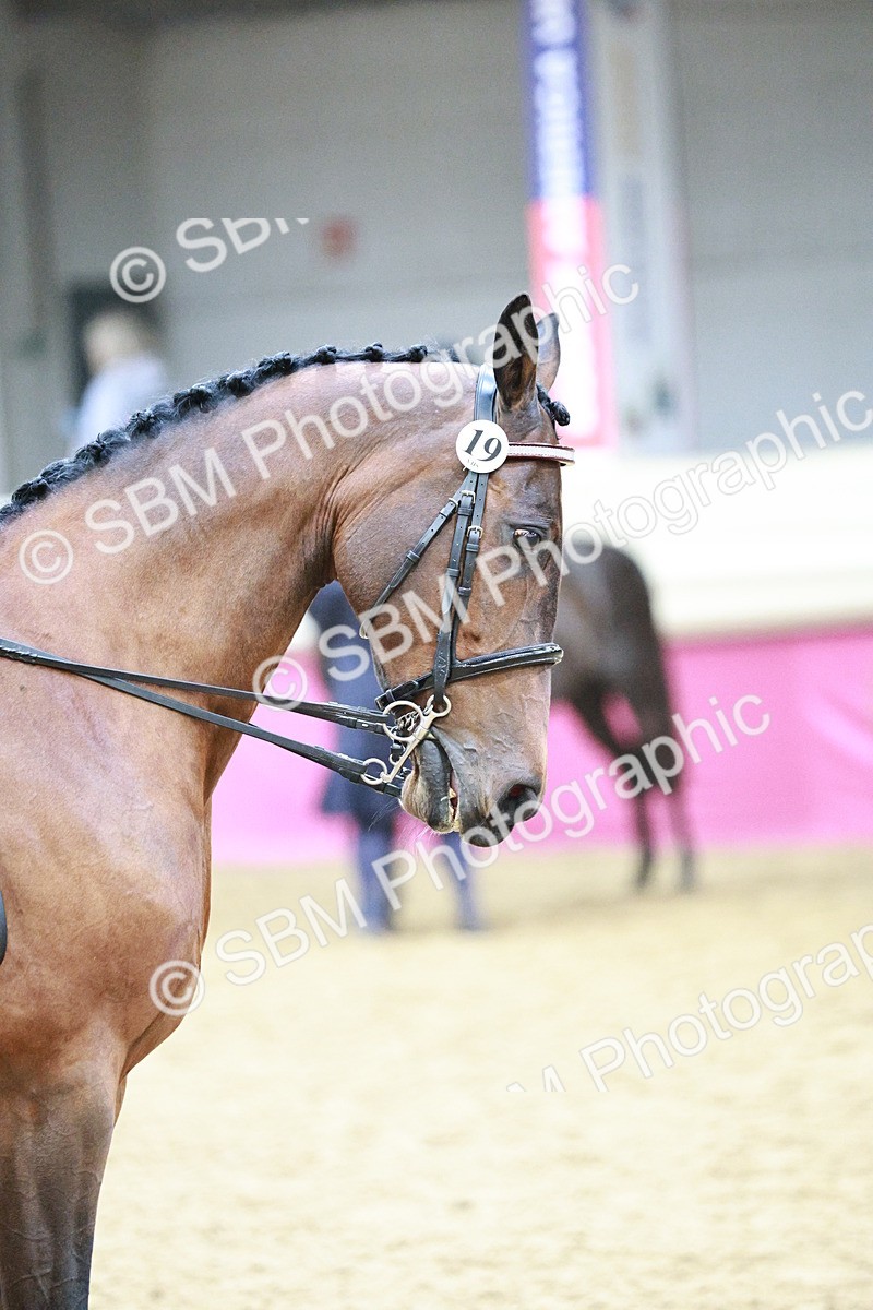 SBM_03402 - Class 6A Area Ridden Pre-Vet