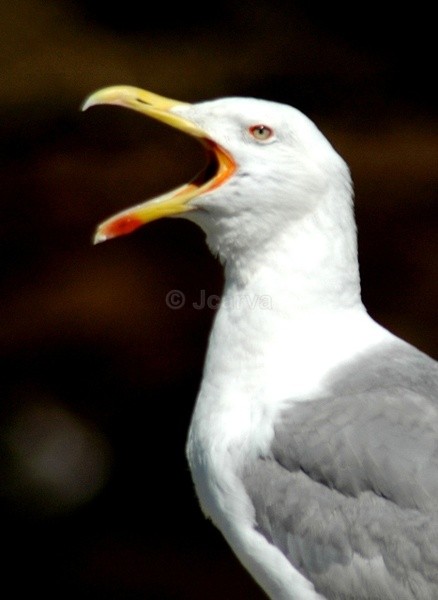 Opera - Seagulls