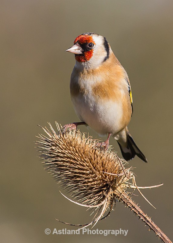 Astland Photography, Bird and Wildlife Images, Susan and Peter Wilson, U.K