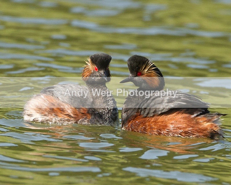 20110410-IMG_3154 - Black-necked Grebe