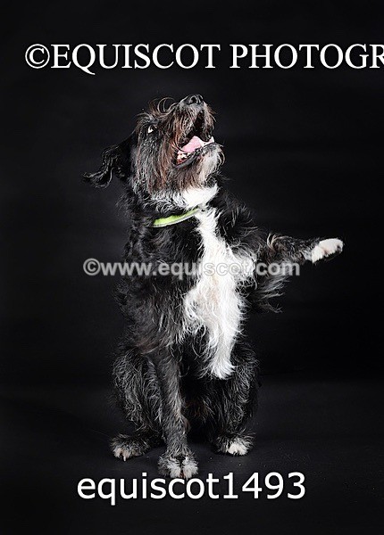 equiscot1493 - RUSSO