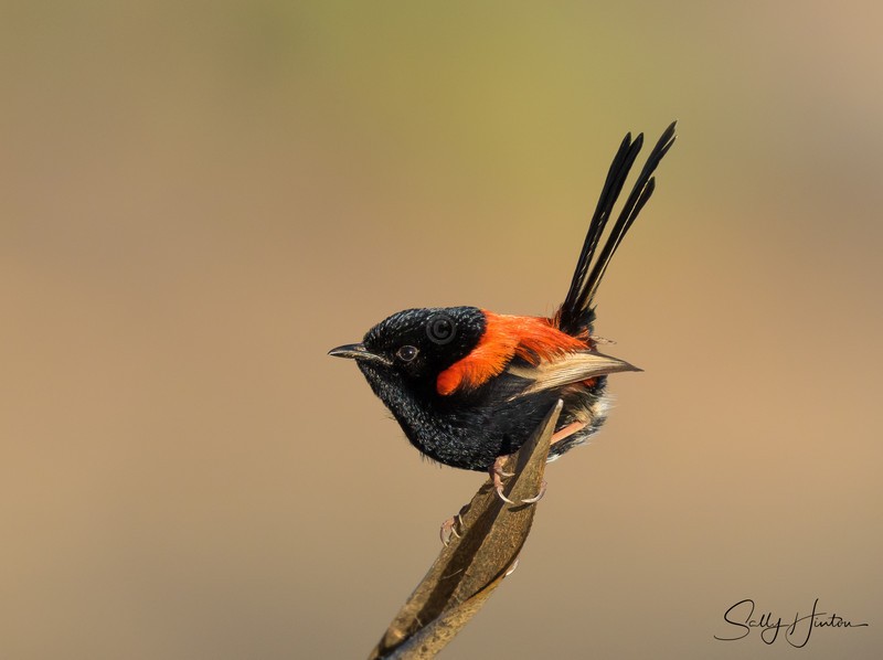 Red Wren Male 7