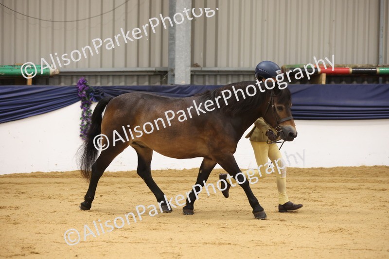 20260913-1104 - Class 110 - Bred In Other In Hand
