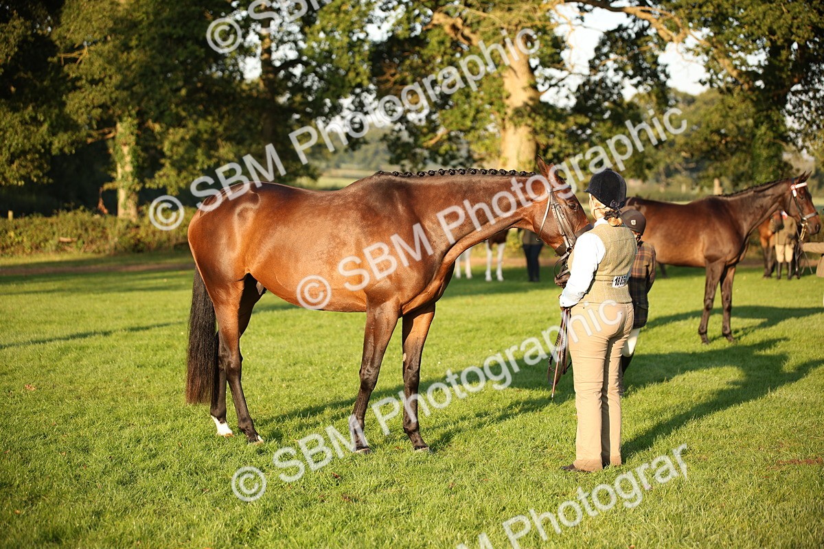 SBM_56883 - S49 - Riding Horse & Hack & Thoroughbred In Hand