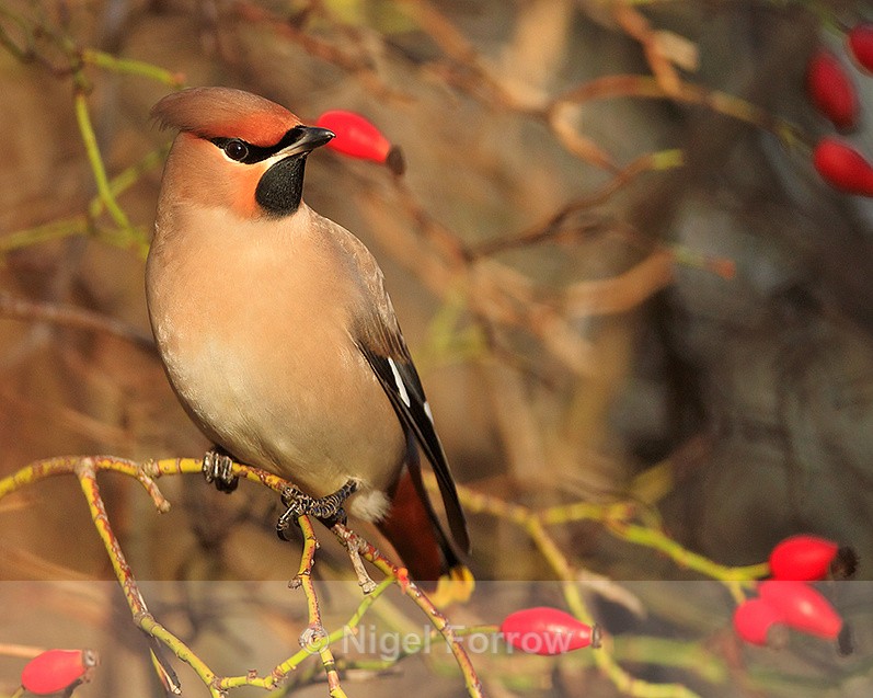 Waxwing eyeing up some rose hips at Bletchley - Waxwing