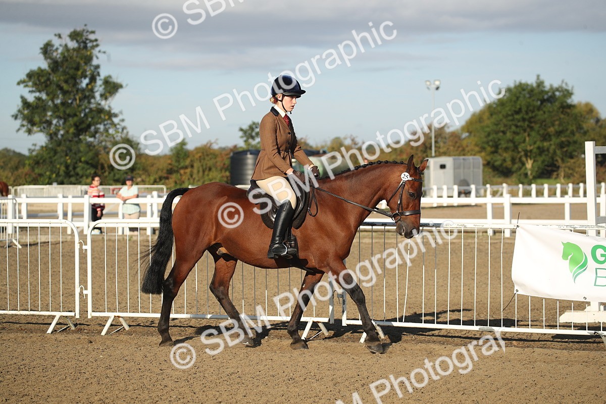 SBM_11490 - Class 502 - Riding Club Horse