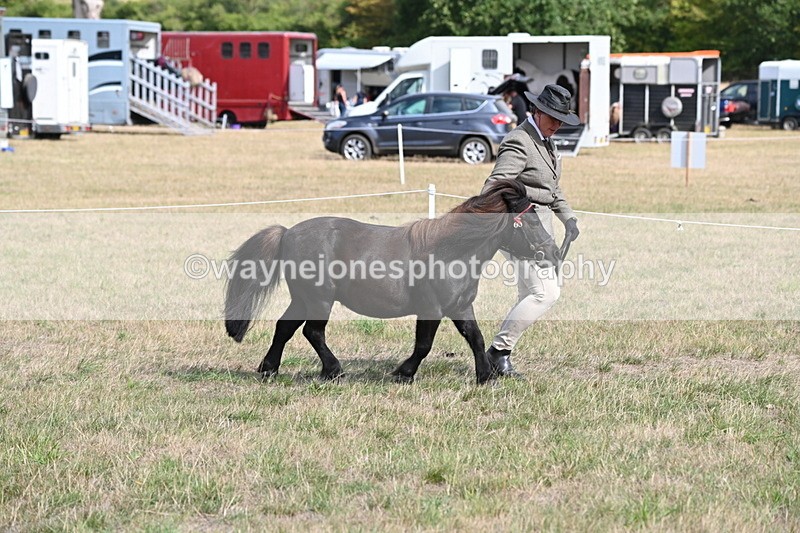 WJ6_6815 - Class 21 Shetland & Mini Horses