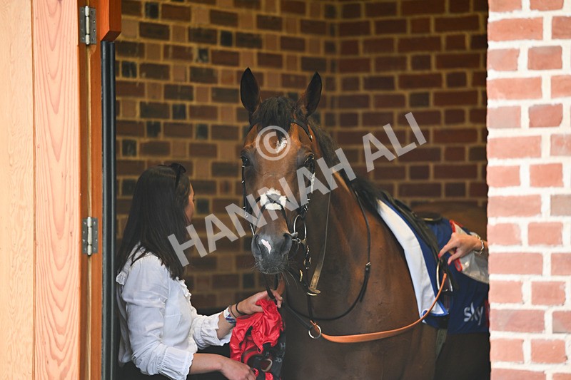 220826-185 Paddy The Squire - Race 4 15.35pm Sky Bet Ebor Handicap