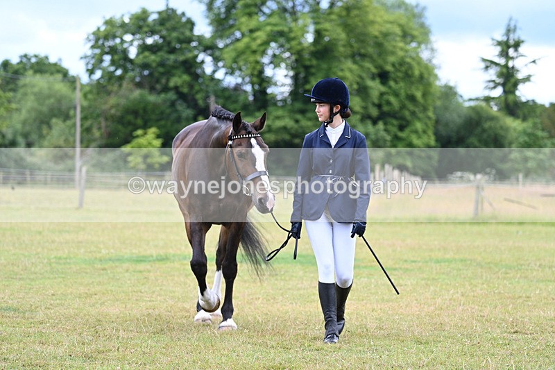 WJ7_6948 - Class 5a Most Handsome Gelding in Hand