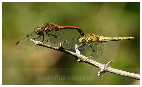 Common Darters - Invertebrate's Macro