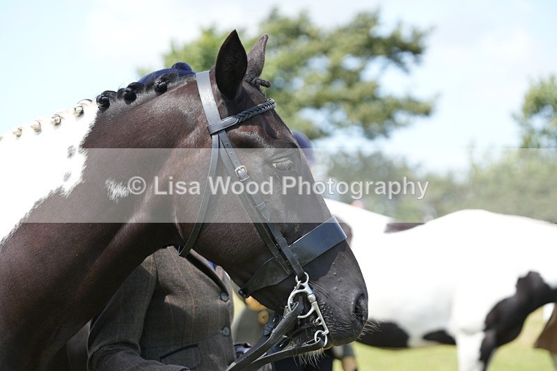 DSC07116 - Class 61: Coloured Horse 4yrs & Over