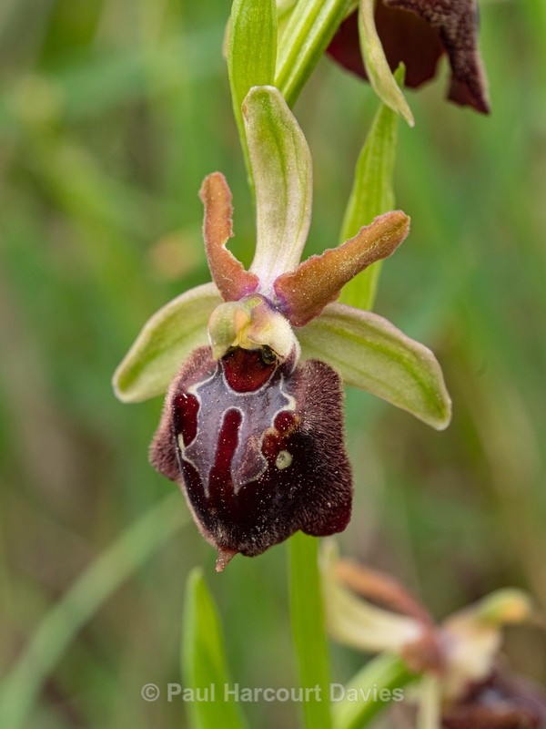 Ophrys x corturii  `hybrid Ophrys between O. holoserica subsp apulica x O. passionis subsp. garganica. - Gargano - Wild Orchids