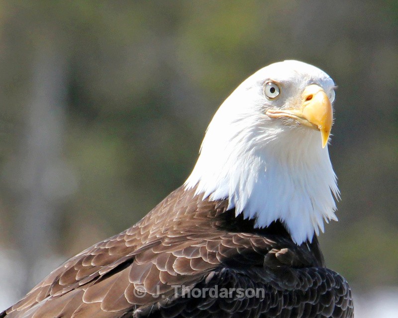  - Bald Eagles