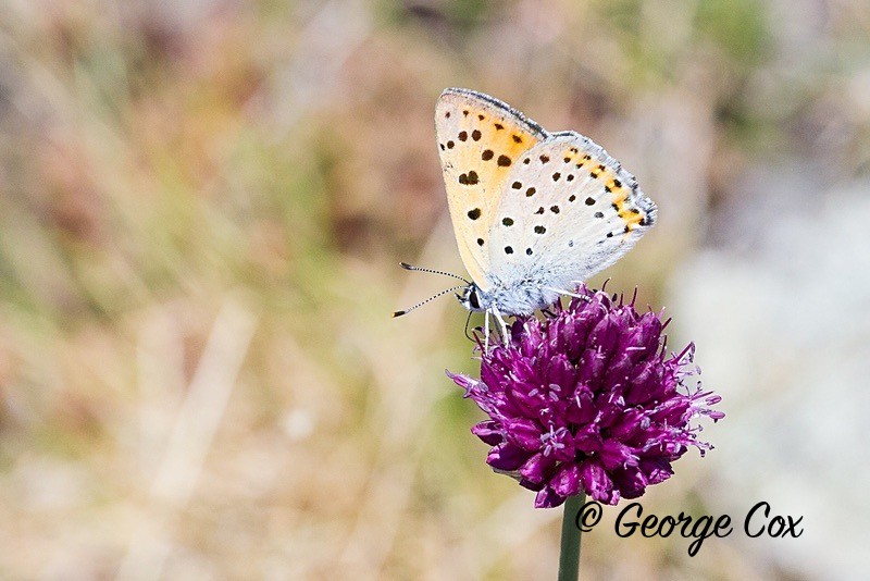 purple shot copper pyrenees