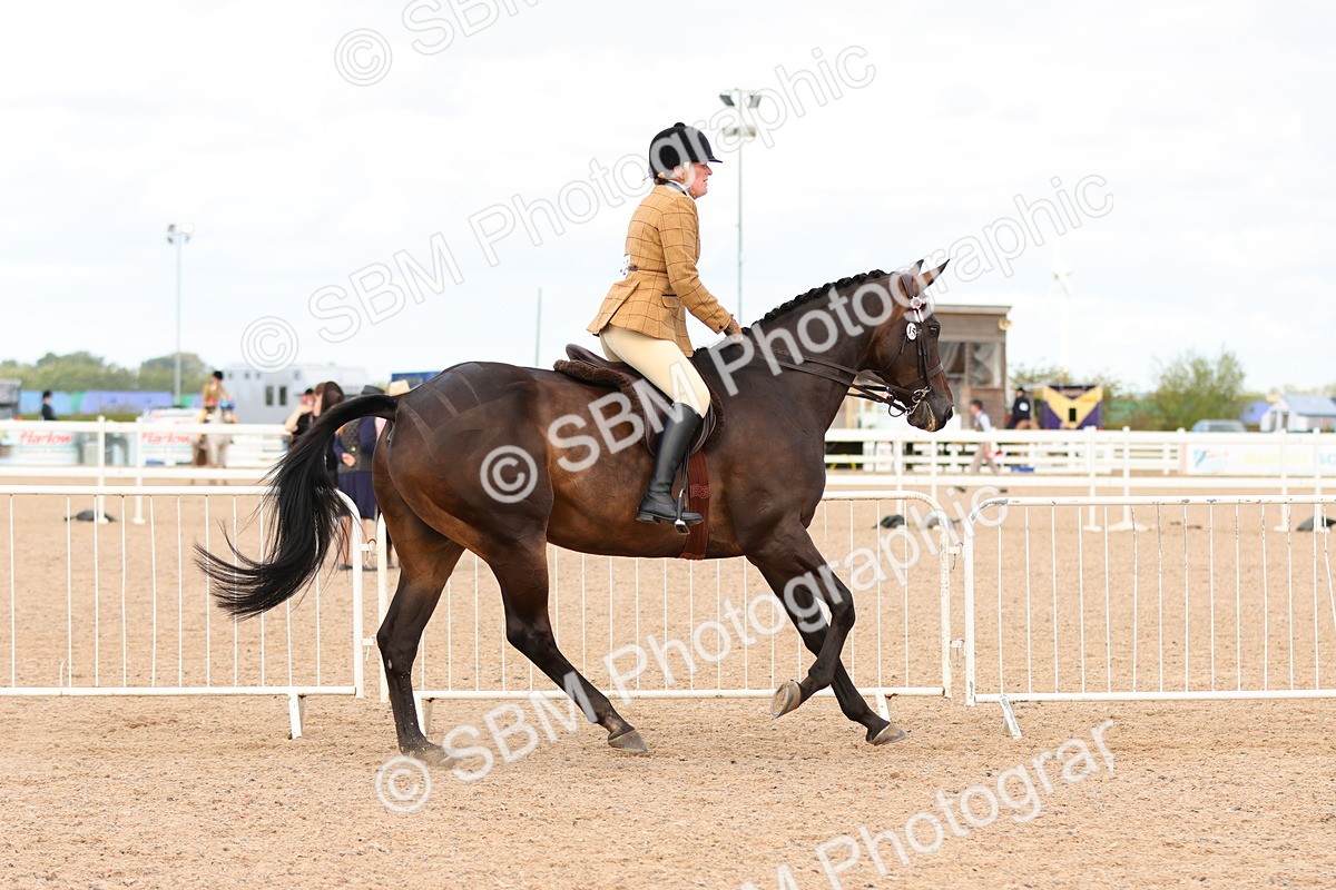 SBM_16244 - Class 217 - Ridden Retired Racehorse