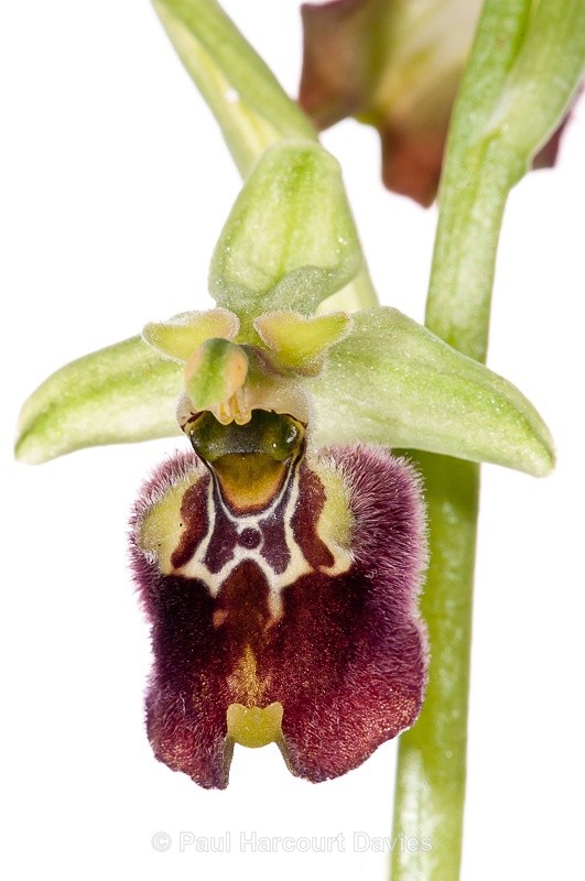  - WB: Orchids - Ophrys