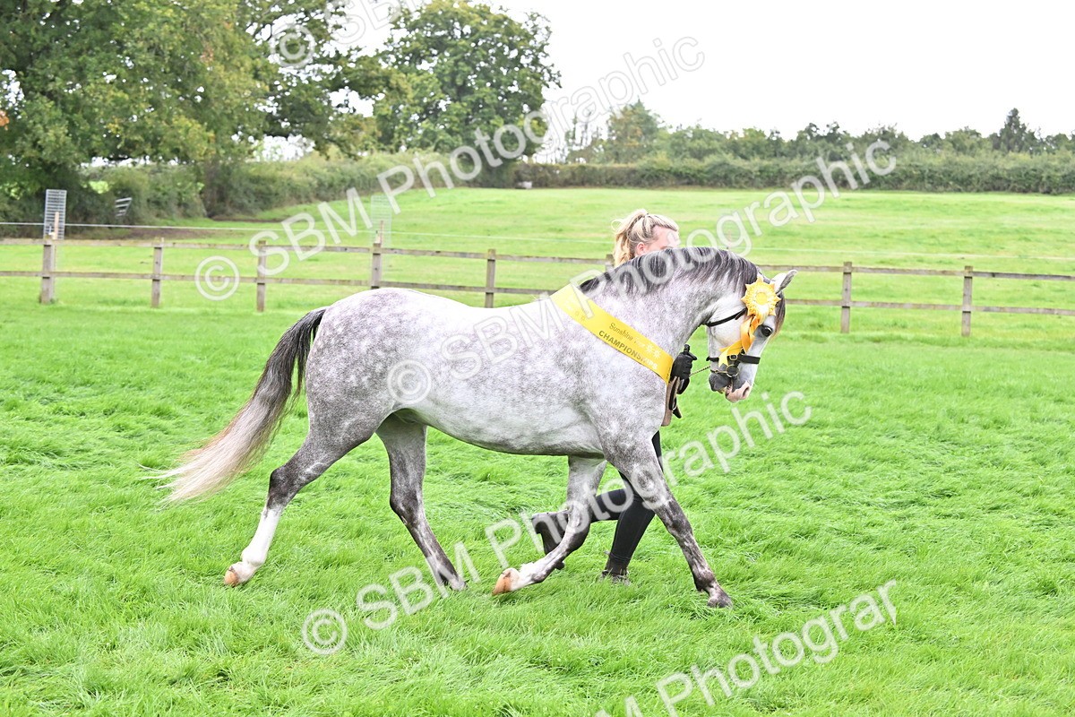 SBM_61103 - S48 - Mountain & Moorland In Hand Small Breeds