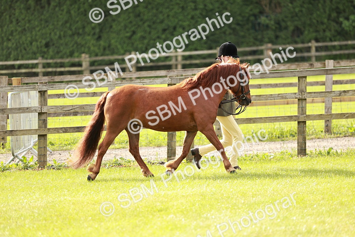 SBM_00437 - Class 14-23 - Mountain & Moorland In Hand Non Welsh