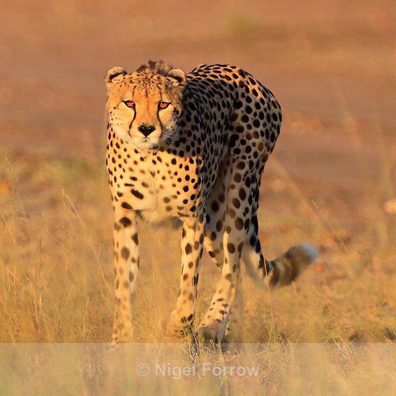 Cheetah in golden early morning light - Cheetah