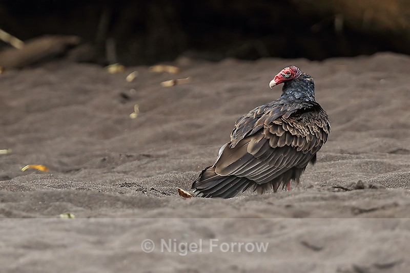 Turkey Vulture on sandy bank, Sarapiqui River, Costa Rica - Turkey Vulture