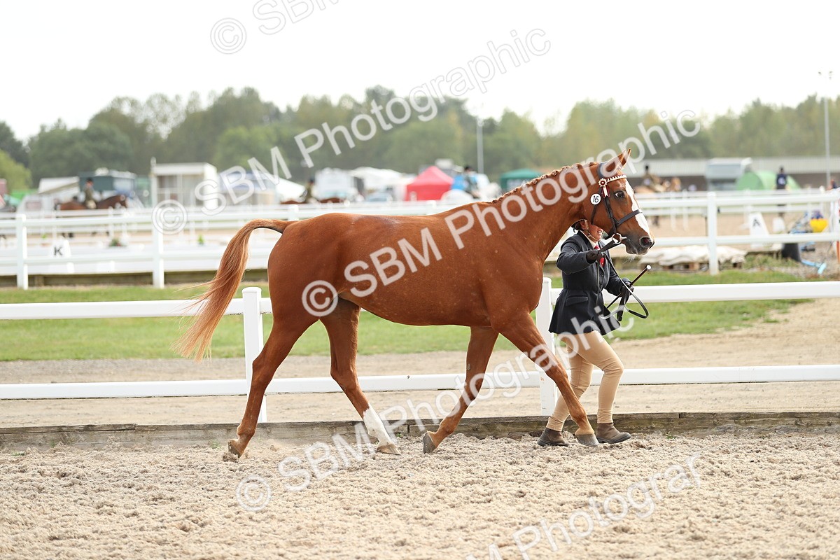 SBM_08560 - Class 28 - IH Veteran Horse