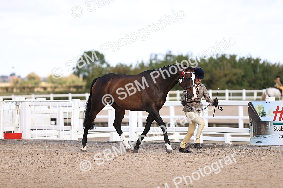 SBM_11506 - Class 407 - IH Hack-Riding Horse