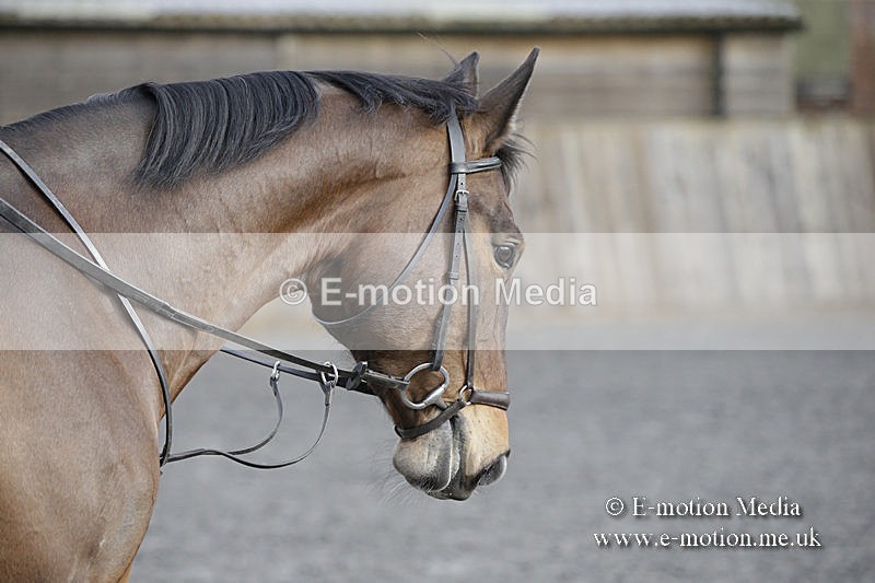 BVRC 050320 0005 - Bourne Valley riding Club Show Jumping Tidworth 08/03/20