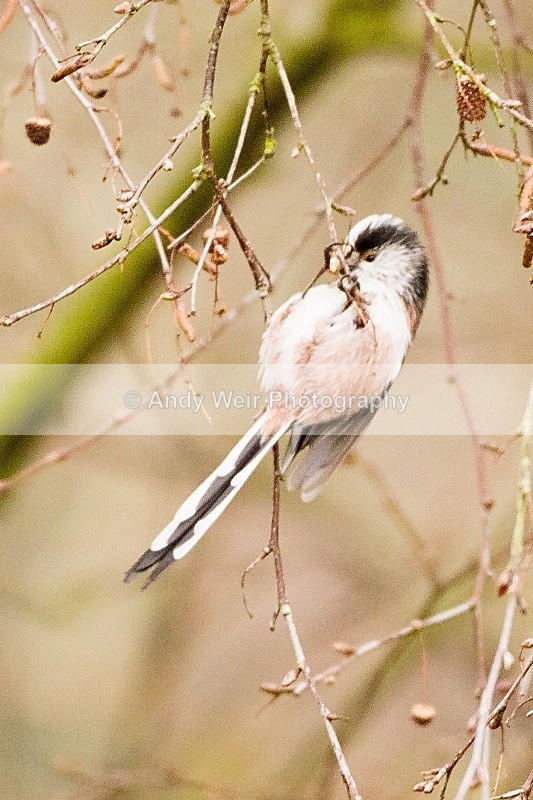 20120212-_MG_8572 - Tits