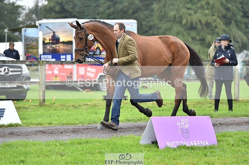 231018-122648-00293 - 036-DIAMANT.CRYSTAL.BLUE-Adam.Trew-TrotUp