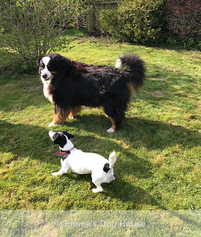  - Dogs