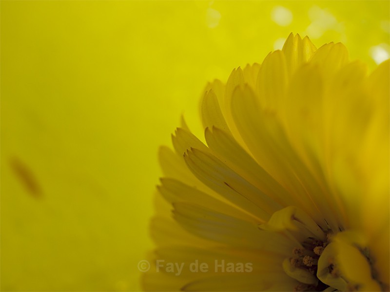  - The Glow of Summer