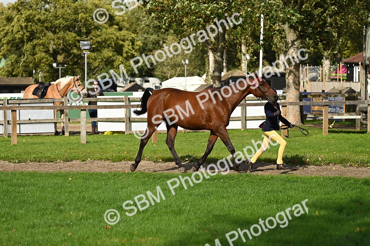 SBM_24985 - S5 - Novice & Newcomer In hand
