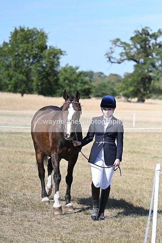 WJ7_1533 - Class 42 Most Handsome Gelding