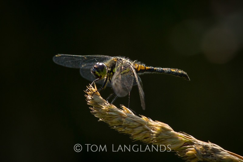 Black Darter - Macro