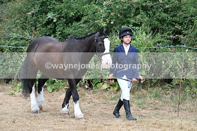 WJ7_9438 - Class 5 Most Handsome Gelding (up to 14.2hh)