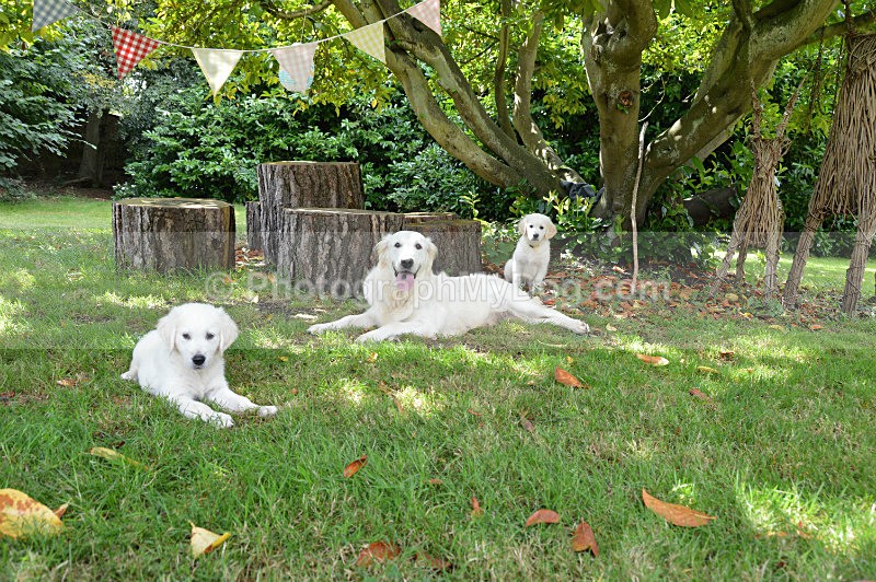  - Golden Retrievers