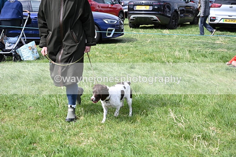 WJ6_9000 - Class 8 Best Working / Gun Dog or Bitch