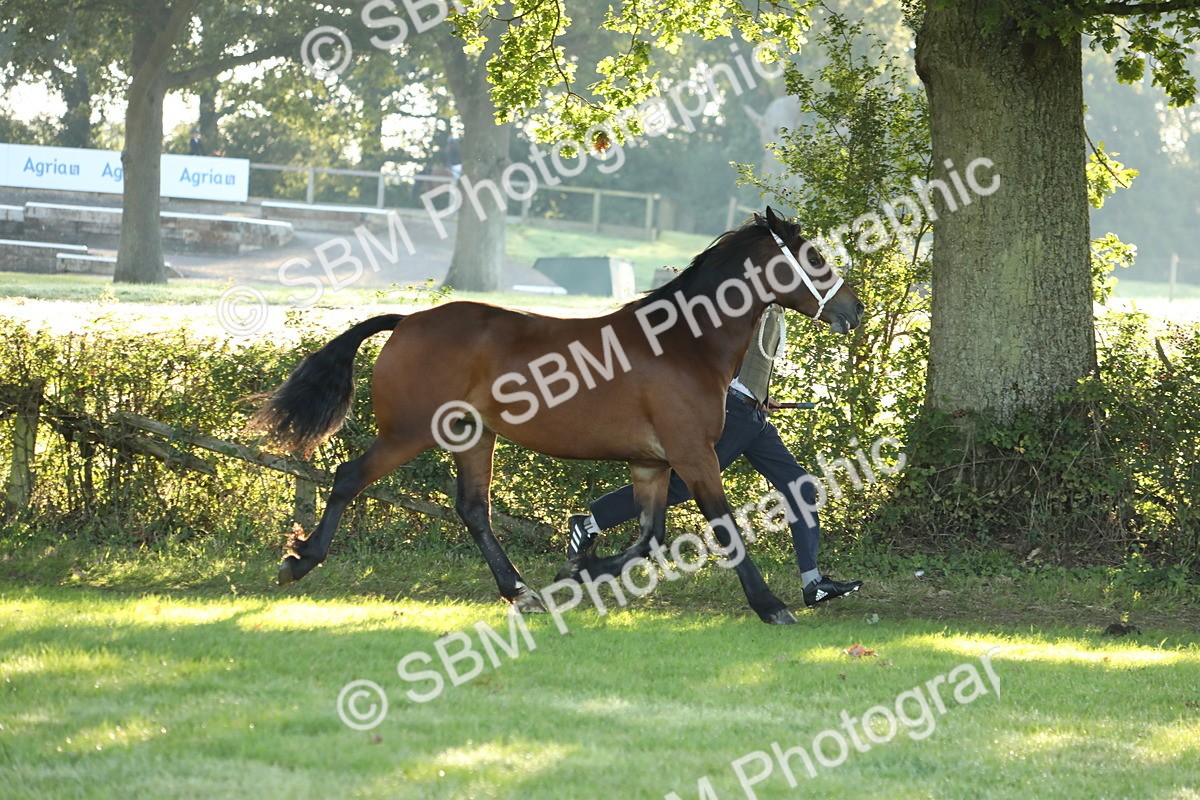 SBM_57932 - S42 - Youngstock