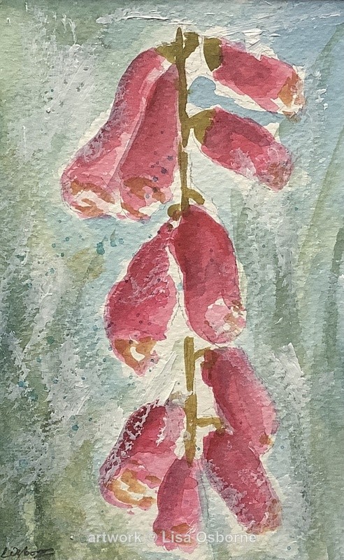 Foxglove - Flowers
