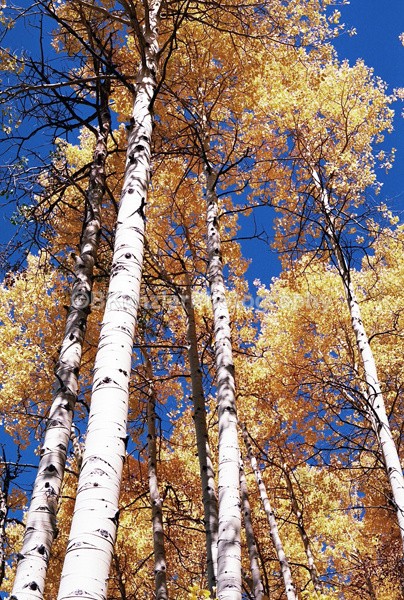  - Colorado