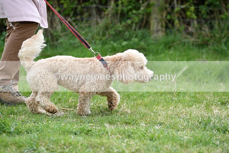 WJ5_9148 - Class 1 Best Cross Breed / Heniz 57