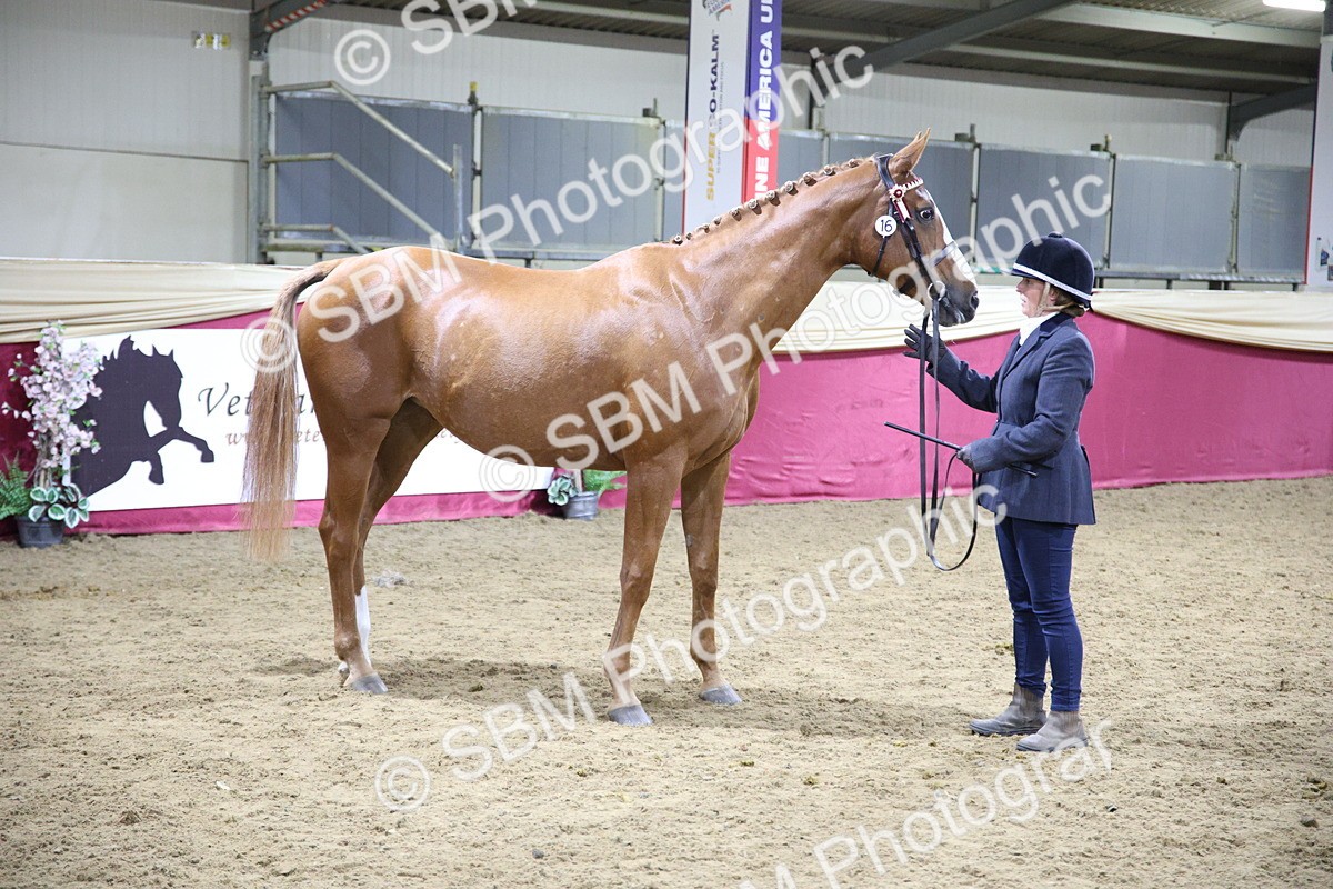 SBM_19111 - Class H Foreign Breeds Champ