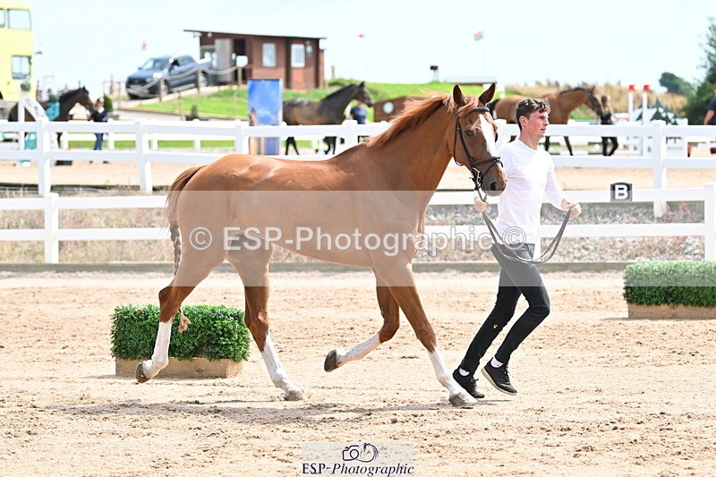 240717A-144249-02222 - Trot Up 2pm to 3pm - This folder is not in time order