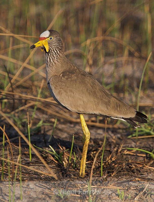 African Wattled Lapwing near a waterhole - African Wattled Lapwing